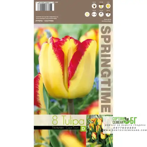 Лале Кейптаун / Tulipа Cape Town - 8 бр луковици