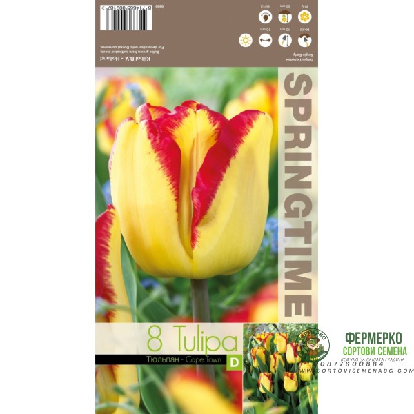 Лале Кейптаун Tulipа Cape Town - 8 бр луковици