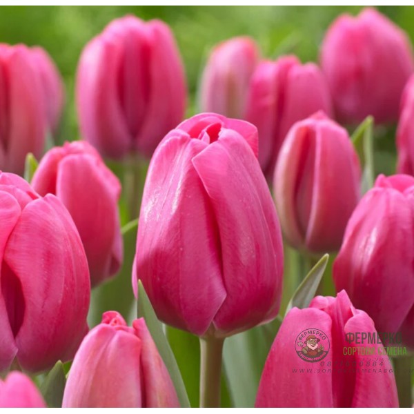 Лале Карола Tulip Carola - AGRONOM - 4 бр луковици