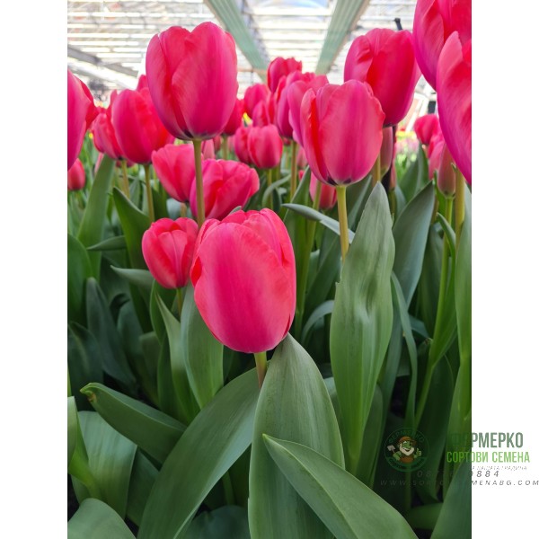 Лале Карола Tulip Carola - AGRONOM - 4 бр луковици