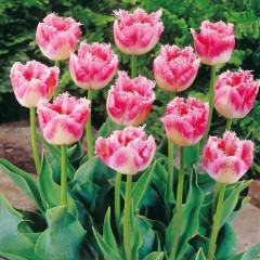 Лале Елегантни ресни Tulipа Fancy Frills - 5 бр луковици