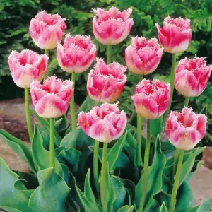 Лале Елегантни ресни / Tulipа Fancy Frills - 5 бр луковици