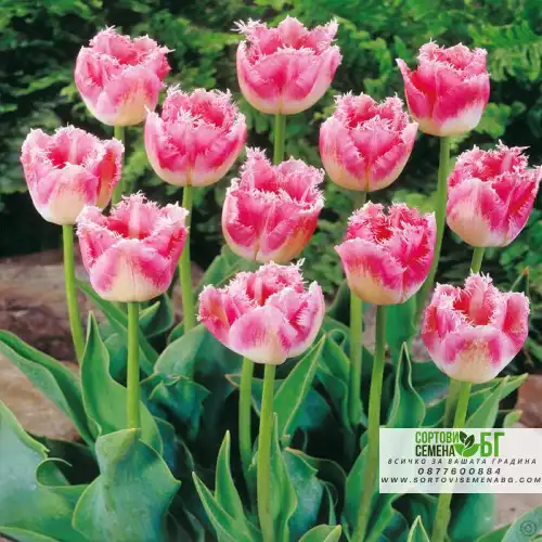 Лале Елегантни ресни / Tulipа Fancy Frills - 5 бр луковици Лале Елегантни ресни / Tulipа Fancy Frills - 5 бр луковици