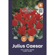 Лале Юлий Цезар Tulip Julius Caesar - AGRONOM - 4 бр луковици
