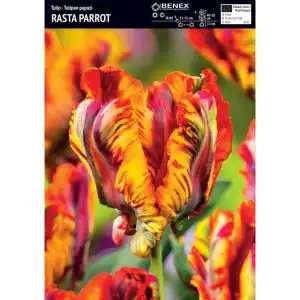 Лале Раста папагал / Tulipa Rasta Parrot - 5 бр луковици