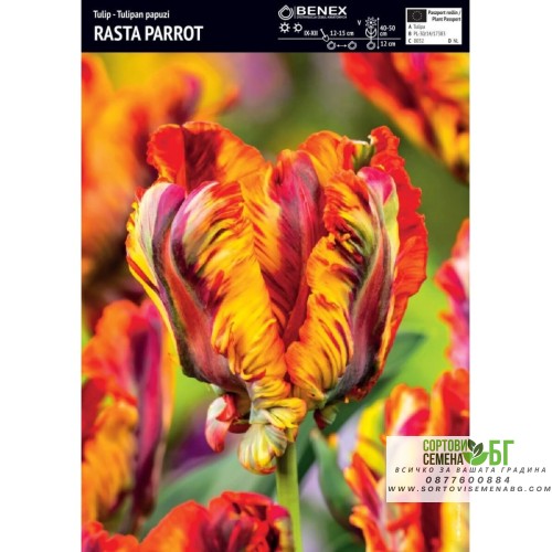 Лале Раста папагал / Tulipa Rasta Parrot - 5 бр луковици
