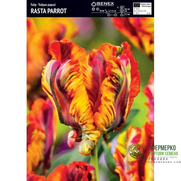 Лале Раста папагал Tulipa Rasta Parrot - 5 бр луковици