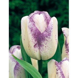 Лале Шърли / Tulipa Shirley - 5 бр луковици