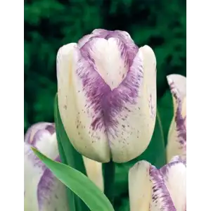 Лале Шърли / Tulipa Shirley - 5 бр луковици