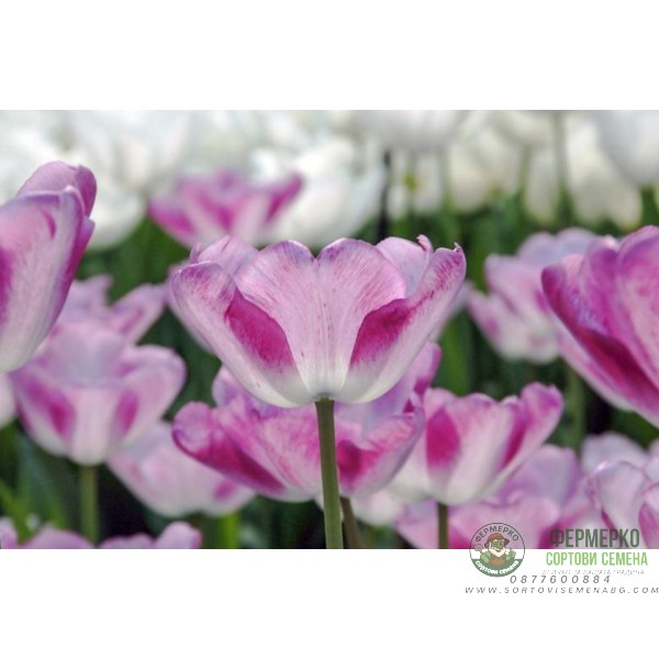 Лале Шърли Tulipa Shirley - 5 бр луковици Лале Шърли Tulipa Shirley - 5 бр луковици