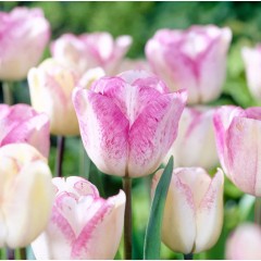 Лале Шърли Tulipa Shirley - 5 бр луковици