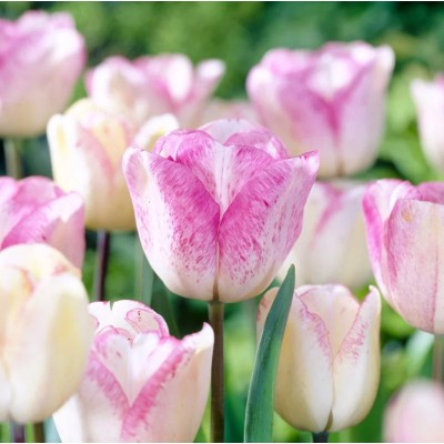 Лале Шърли / Tulipa Shirley - 5 бр луковици