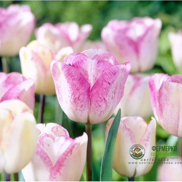 Лале Шърли Tulipa Shirley - 5 бр луковици