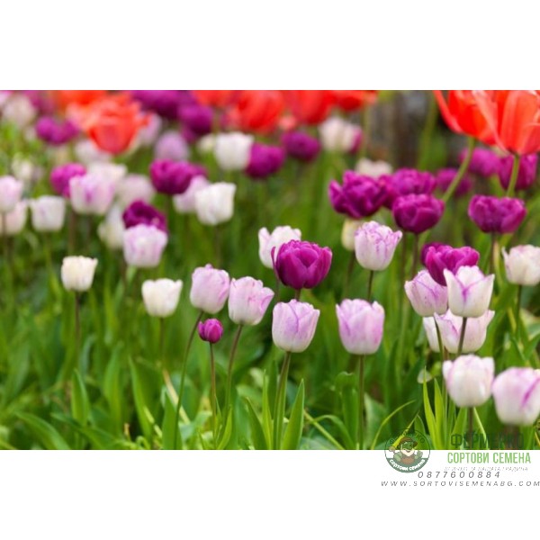 Лале Шърли Tulipa Shirley - 5 бр луковици Лале Шърли Tulipa Shirley - 5 бр луковици