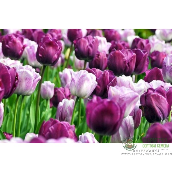 Лале Шърли Tulipa Shirley - 5 бр луковици Лале Шърли Tulipa Shirley - 5 бр луковици