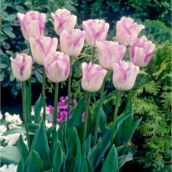 Лале Шърли Tulipa Shirley - 5 бр луковици Лале Шърли Tulipa Shirley - 5 бр луковици