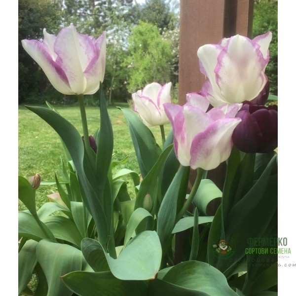 Лале Шърли Tulipa Shirley - 5 бр луковици Лале Шърли Tulipa Shirley - 5 бр луковици