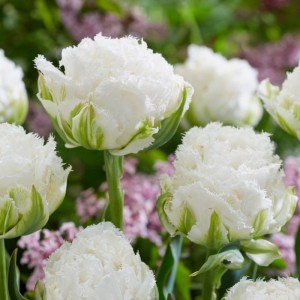 Лале Снежен кристал / Tulipa Snow Crystal - 5 бр луковици