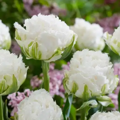 Лале Снежен кристал / Tulipa Snow Crystal - 5 бр луковици