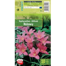 Зефирантес (Дъждовна лилия) Zephyranthes - 10 бр луковици