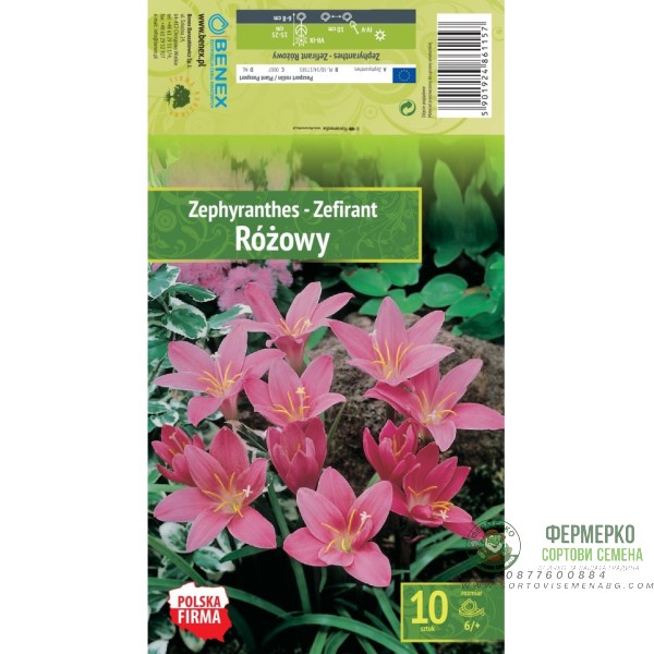 Зефирантес (Дъждовна лилия) Zephyranthes - 10 бр луковици