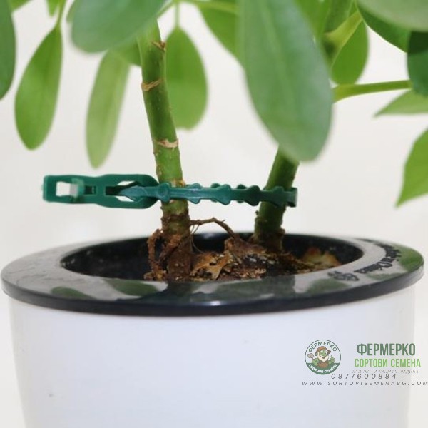 Комплект - Защита на растенията - 31 броя връзки и щипки