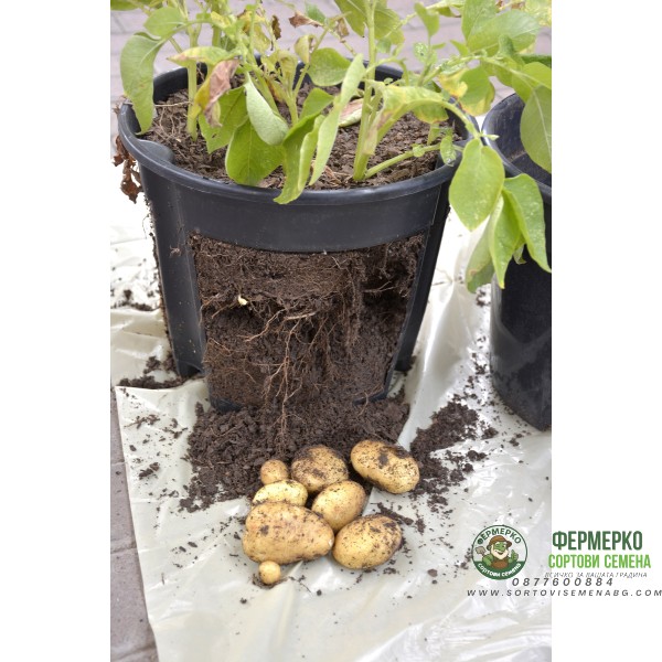 Контейнер за отглеждане на картофи GrowInPot