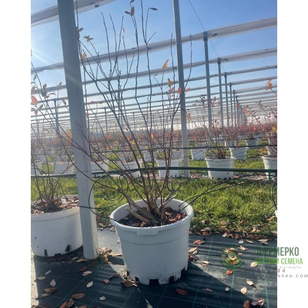 Саксия за отглеждане на боровинки с дренажна мрежа 40л