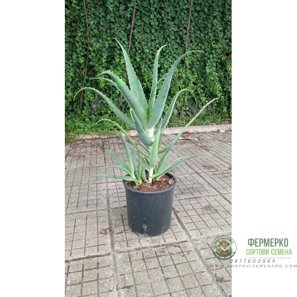 Алое вера (медицинско) Aloe Vera Barbadensis (реални снимки)