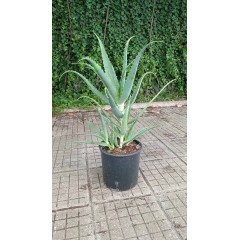 Алое вера (медицинско) Aloe Vera Barbadensis (реални снимки)