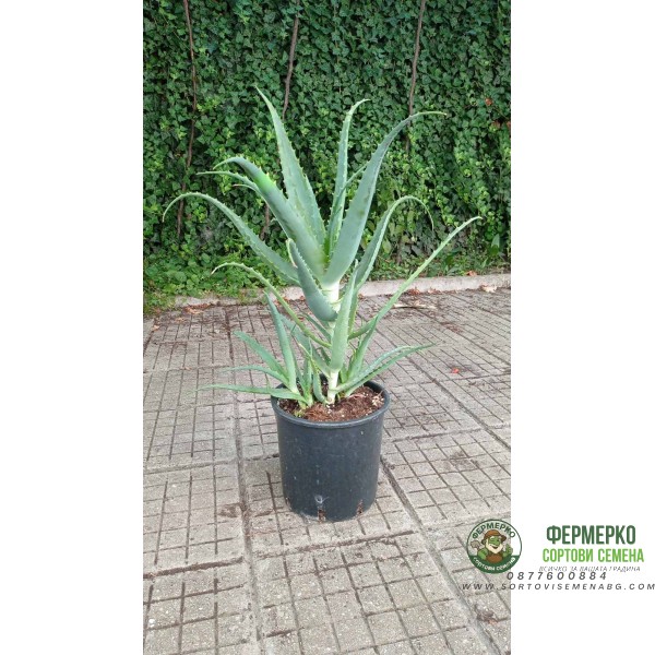 Алое вера (медицинско) Aloe Vera Barbadensis (реални снимки)