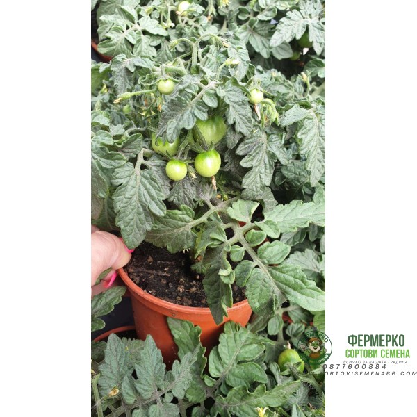 Балконски (саксийни) домати червени в саксия