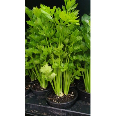 Разсад Целина / Apium graveolens var. secalinum
