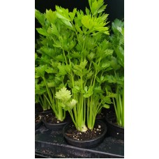 Разсад Целина Apium graveolens var. secalinum