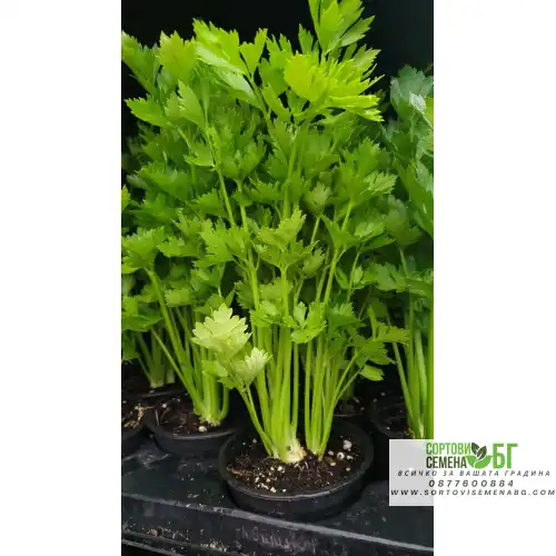 Разсад Целина / Apium graveolens var. secalinum Разсад Целина / Apium graveolens var. secalinum