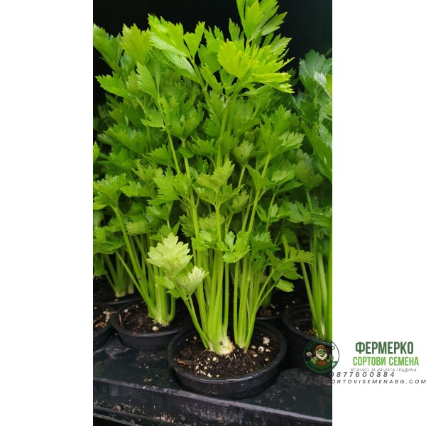 Разсад Целина Apium graveolens var. secalinum
