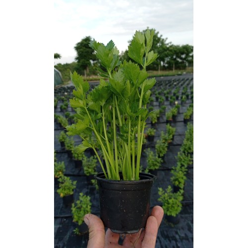 Разсад Целина / Apium graveolens var. secalinum