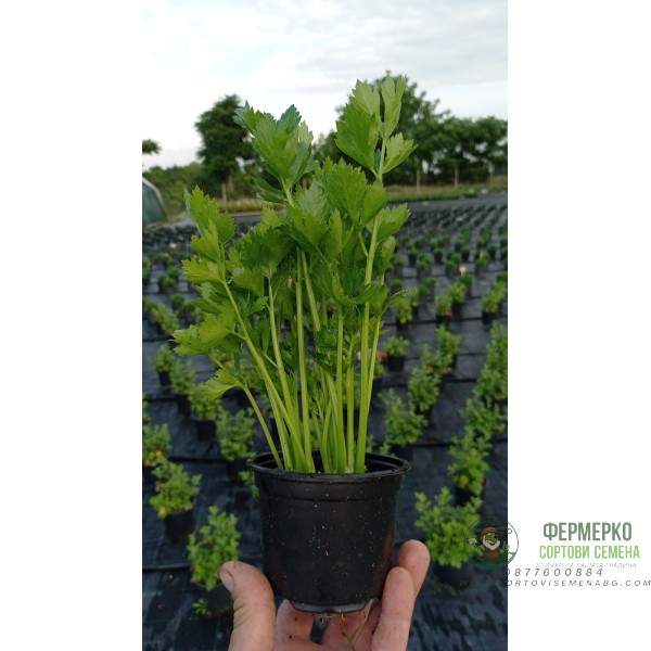 Разсад Целина Apium graveolens var. secalinum