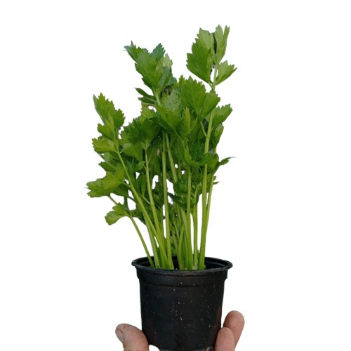 Разсад Целина / Apium graveolens var. secalinum