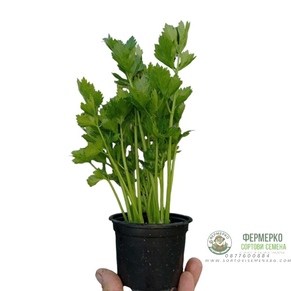 Разсад Целина Apium graveolens var. secalinum