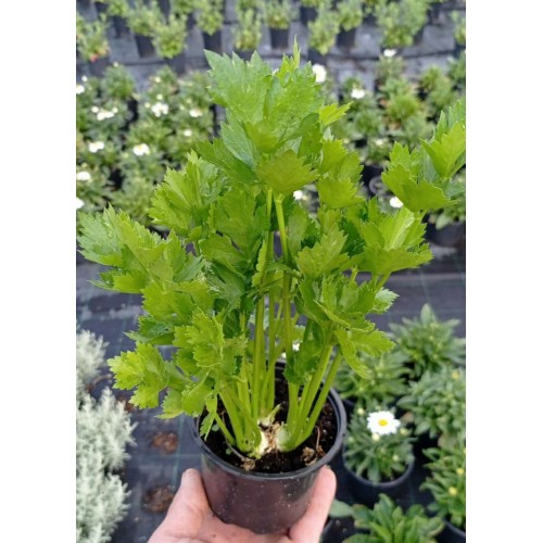Разсад Целина / Apium graveolens var. secalinum