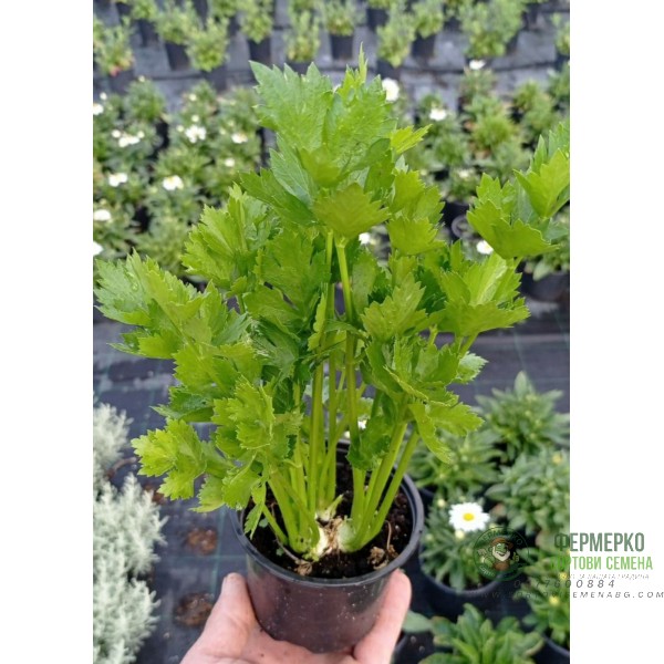 Разсад Целина Apium graveolens var. secalinum