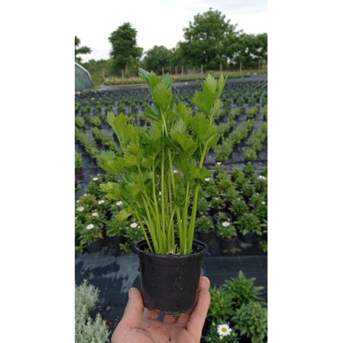 Разсад Целина / Apium graveolens var. secalinum
