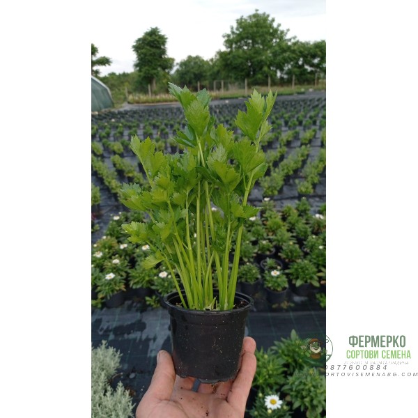 Разсад Целина Apium graveolens var. secalinum