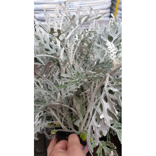Цинерария (Сенецио) сребърна в саксия / Cineraria Maritima