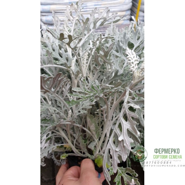 Сребриста Цинерария (Сенецио) Jacobaea maritima (Senecio cineraria)