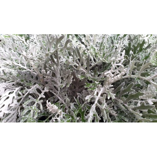 Цинерария (Сенецио) сребърна в саксия / Cineraria Maritima