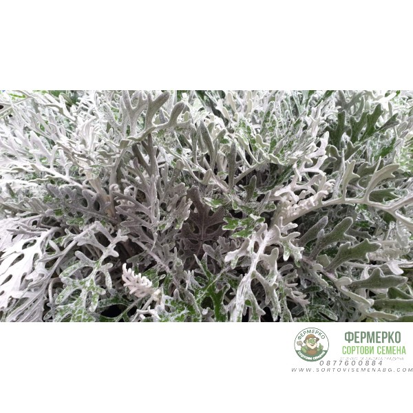 Сребриста Цинерария (Сенецио) Jacobaea maritima (Senecio cineraria)