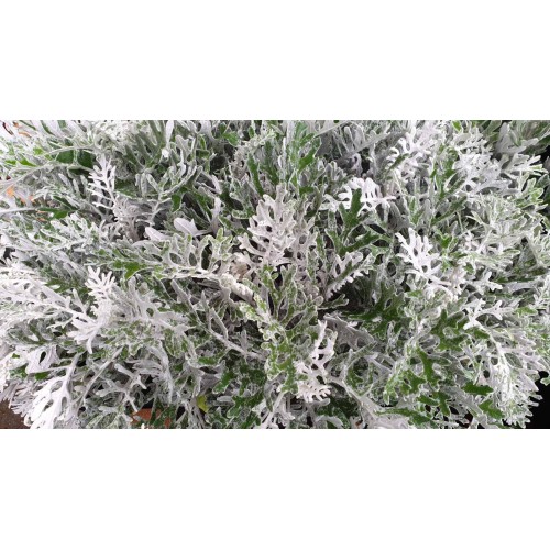 Цинерария (Сенецио) сребърна в саксия / Cineraria Maritima