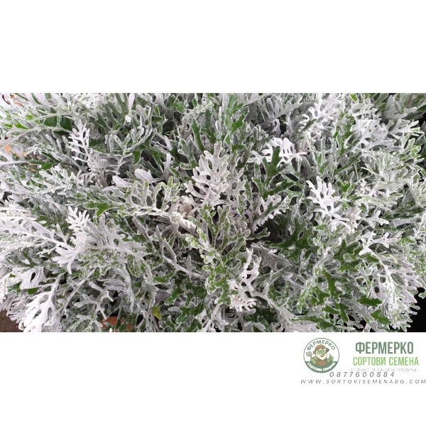 Сребриста Цинерария (Сенецио) Jacobaea maritima (Senecio cineraria)